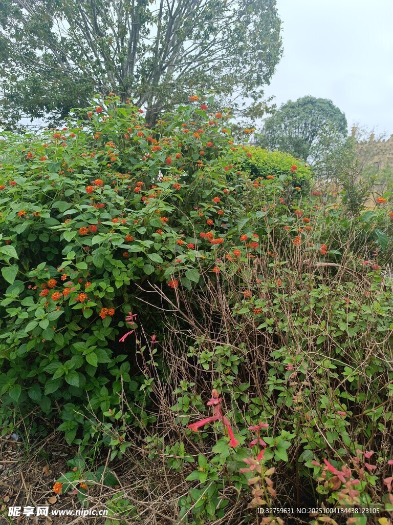 野外繁茂植物景觀