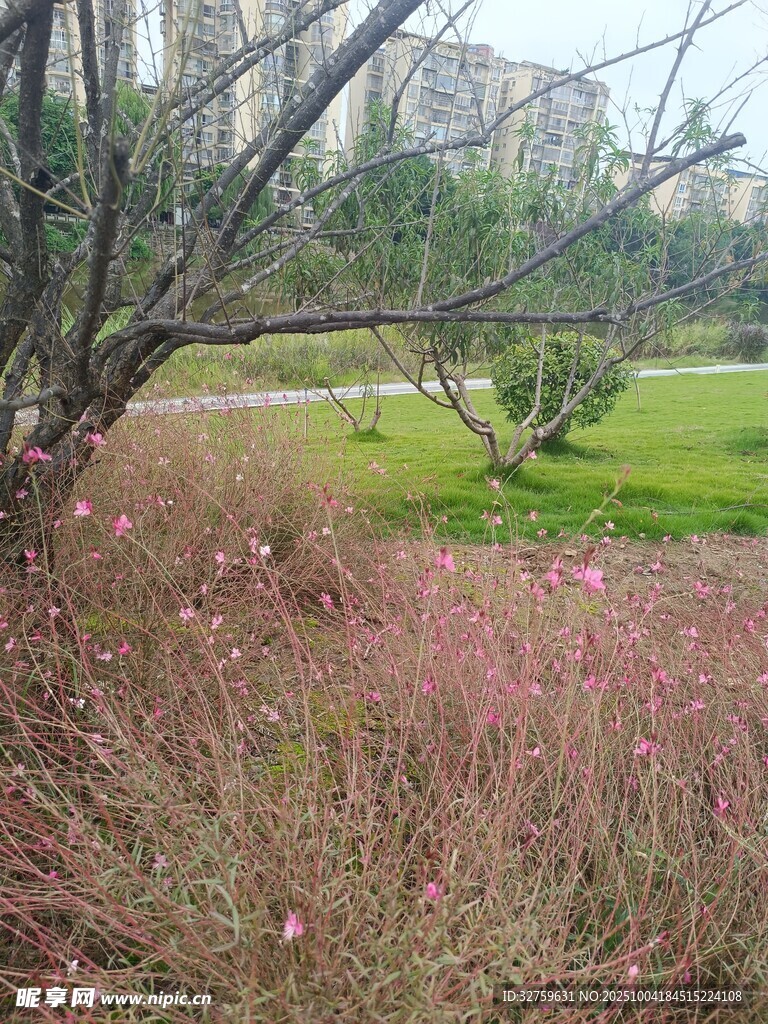 秋日郊野草地與樹(shù)木景致