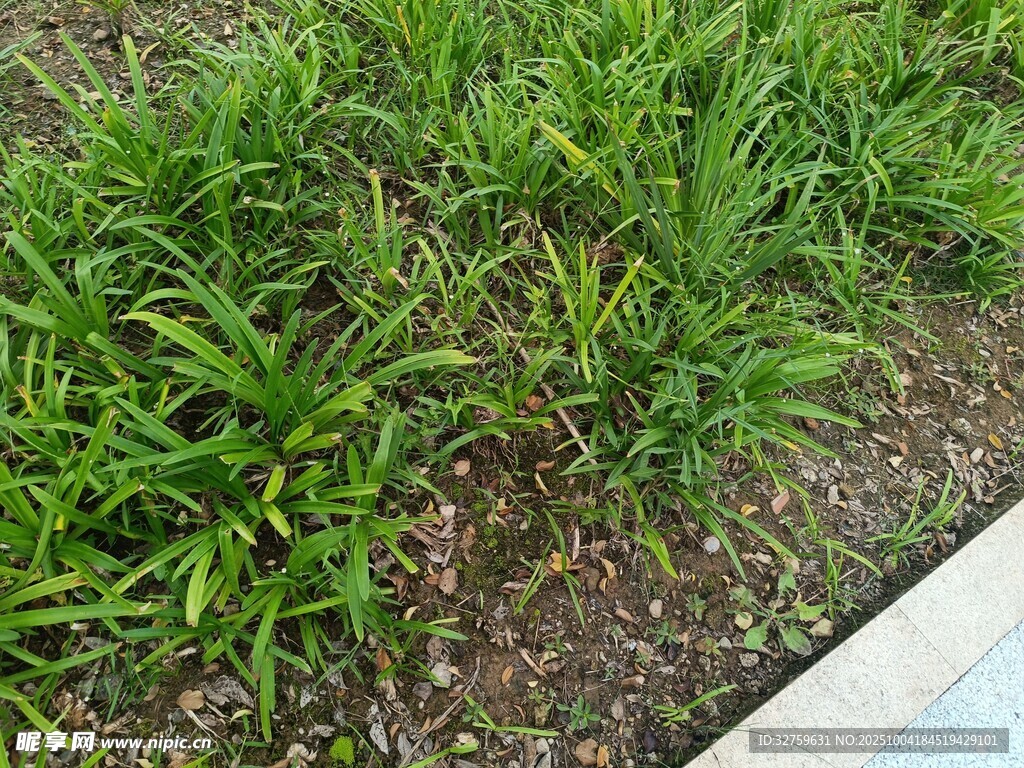 路邊翠綠茂盛的草叢