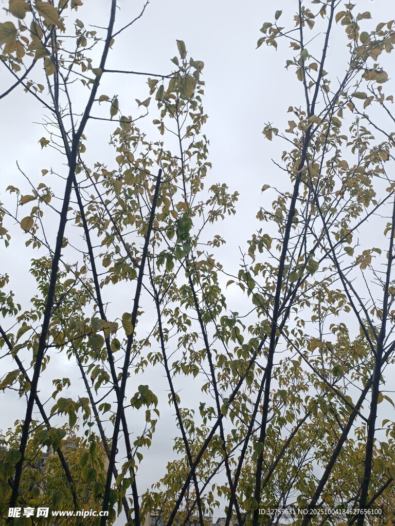 仰視樹木枝葉