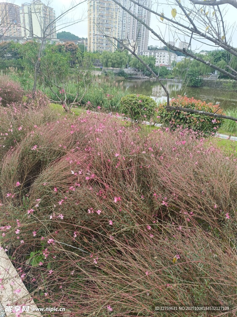 戶外粉黛亂子草景觀