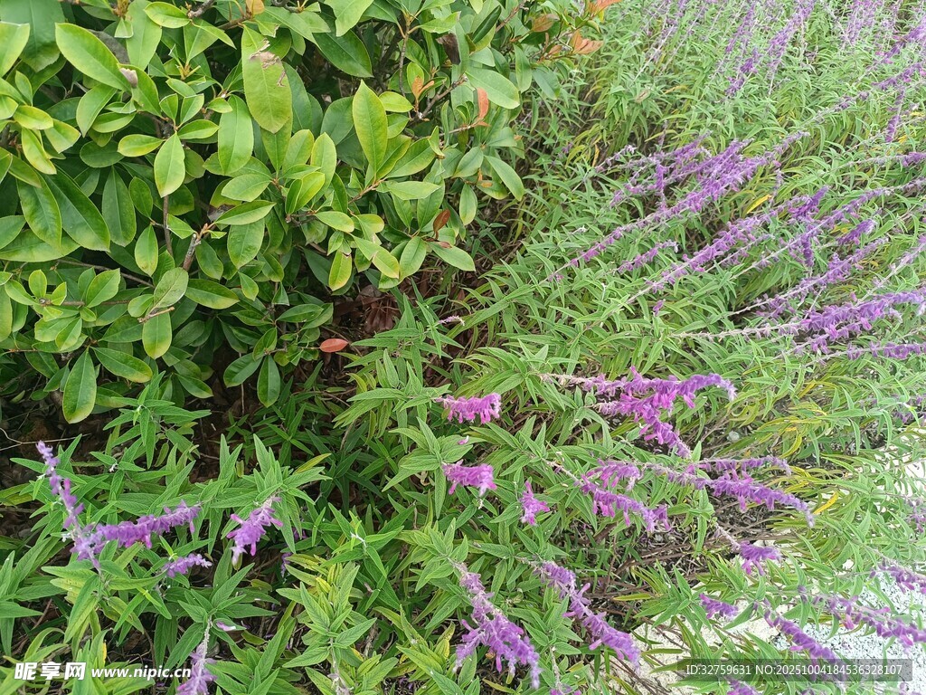 紫色小花點(diǎn)綴綠色植物