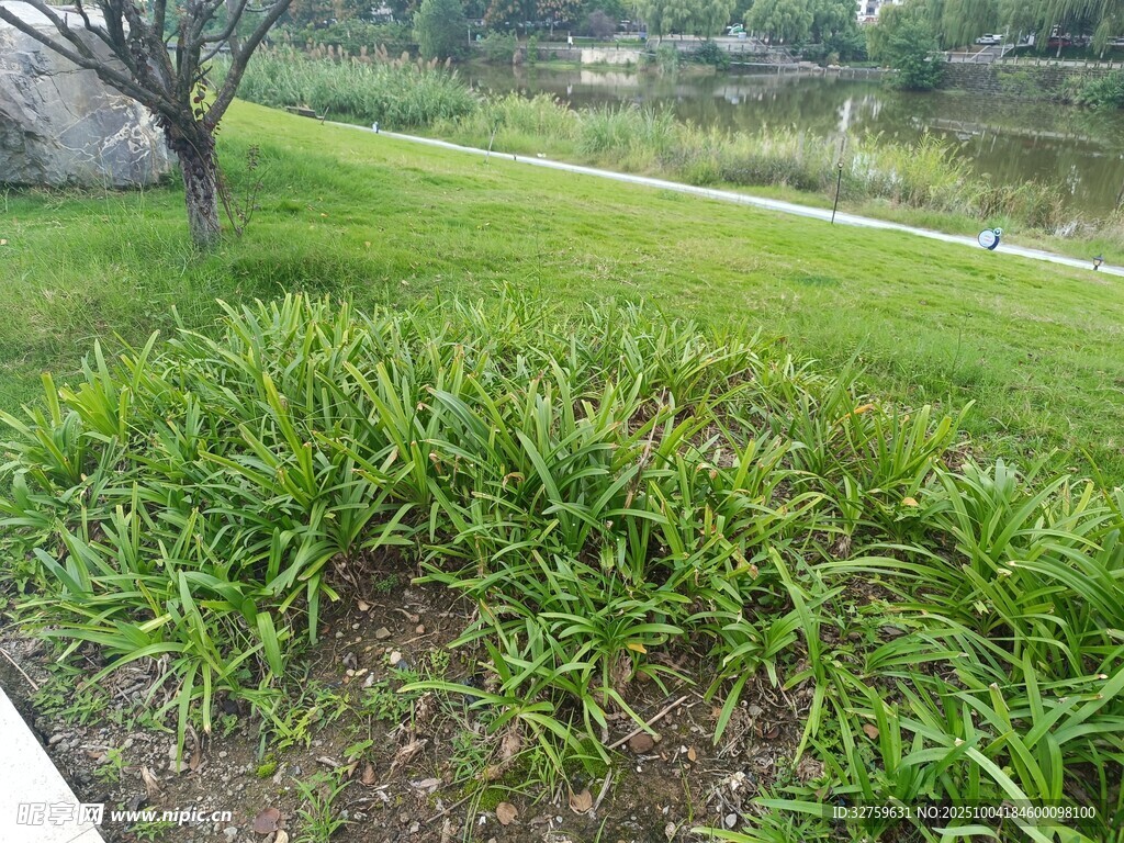 公園草地綠植景觀一角