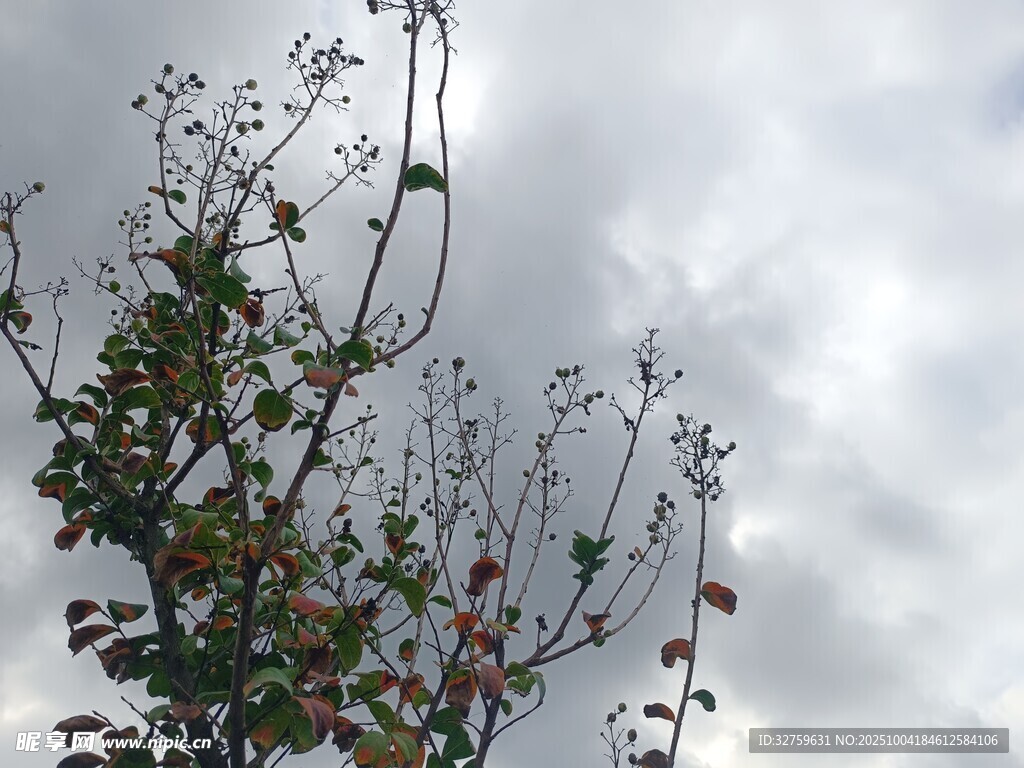 天空下的繁茂樹枝