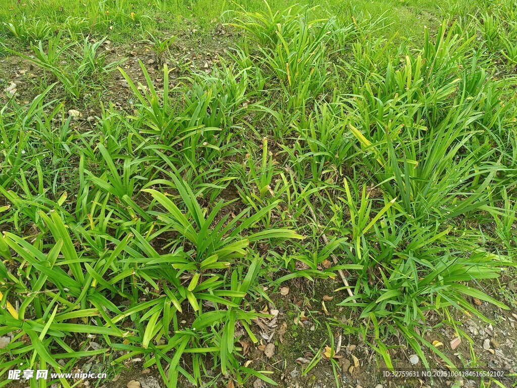 翠綠草地生機盎然