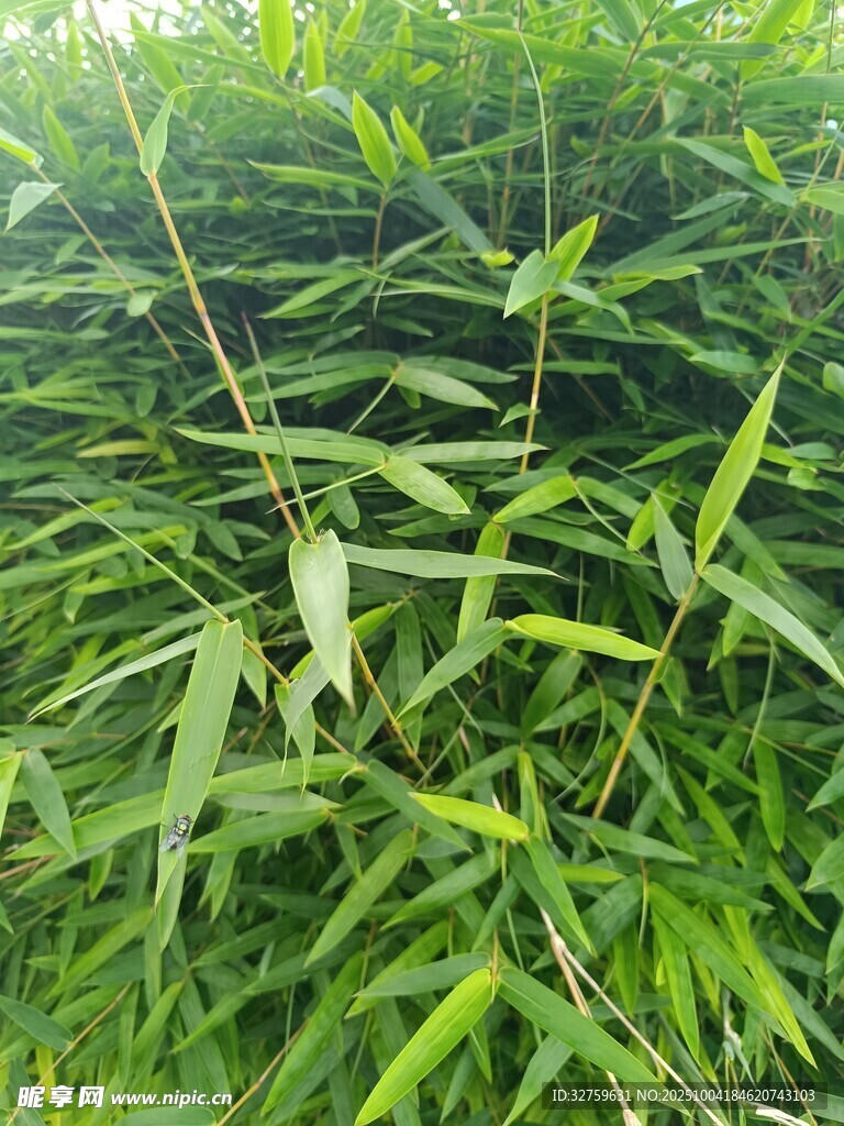 翠綠竹林生機盎然