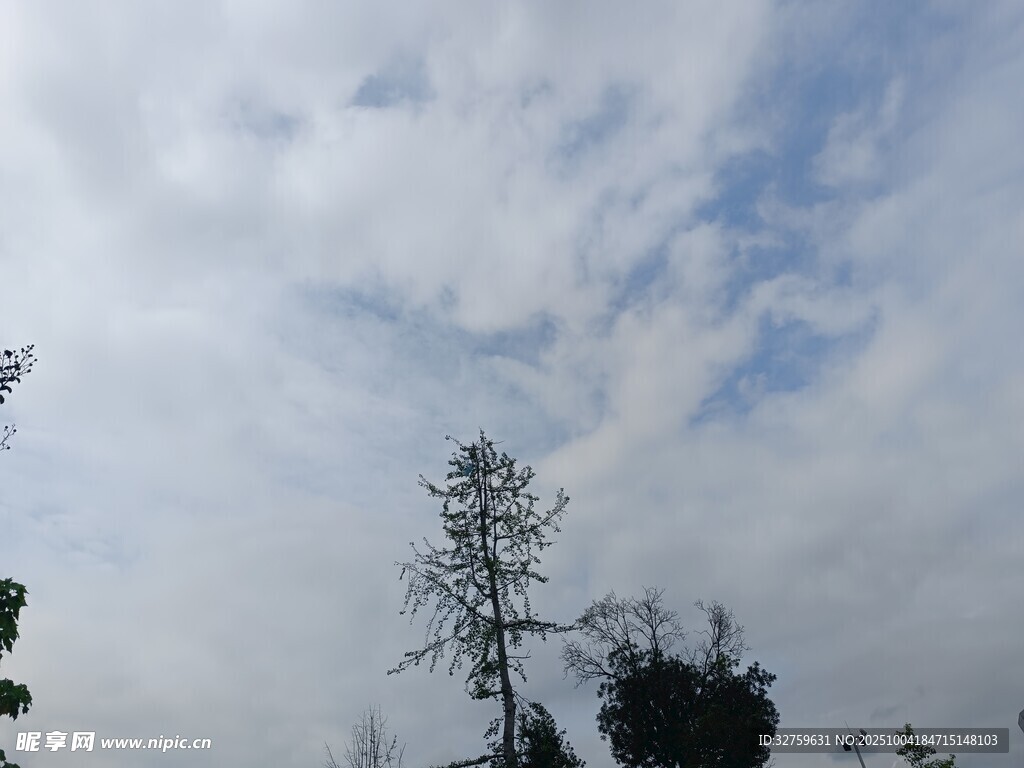 藍(lán)天白云下的挺拔樹木