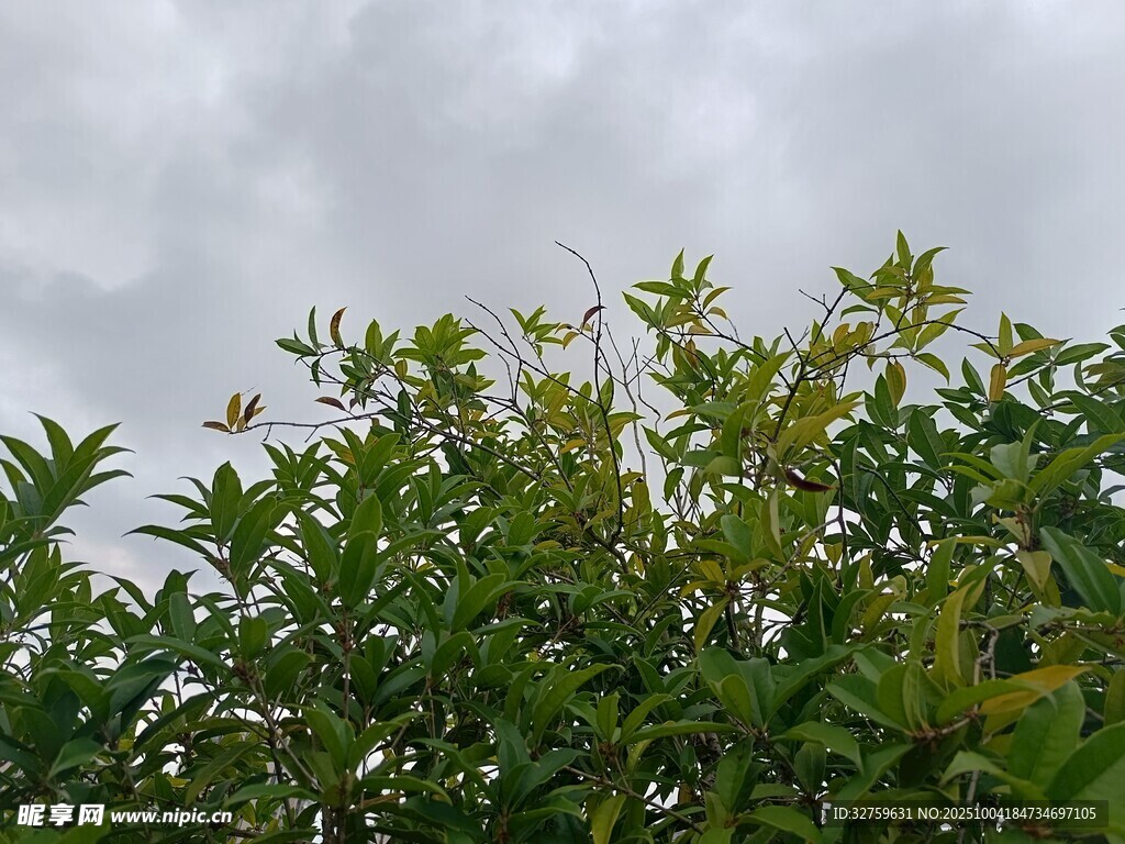 枝葉繁茂的綠植