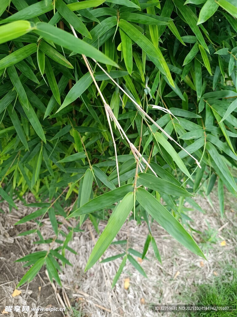 翠綠竹葉特寫