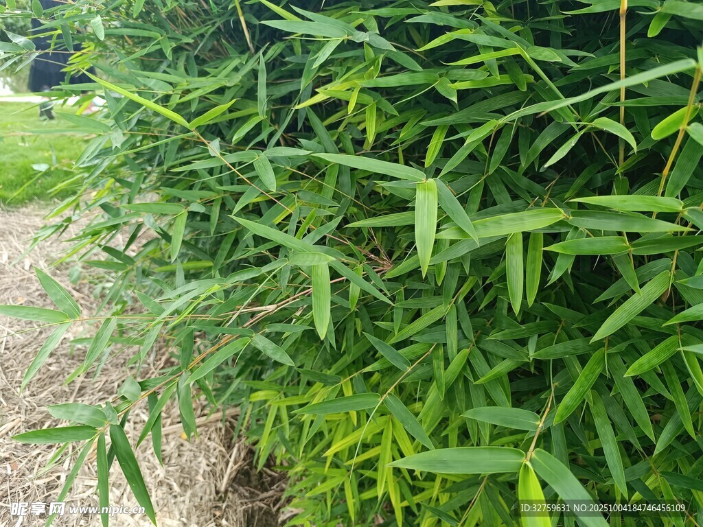 翠綠叢生的竹類植物