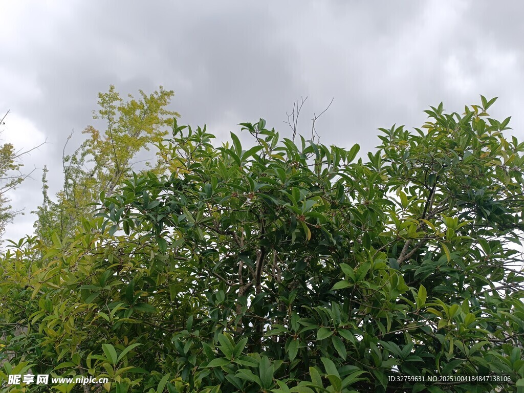 繁茂綠樹與陰沉天空