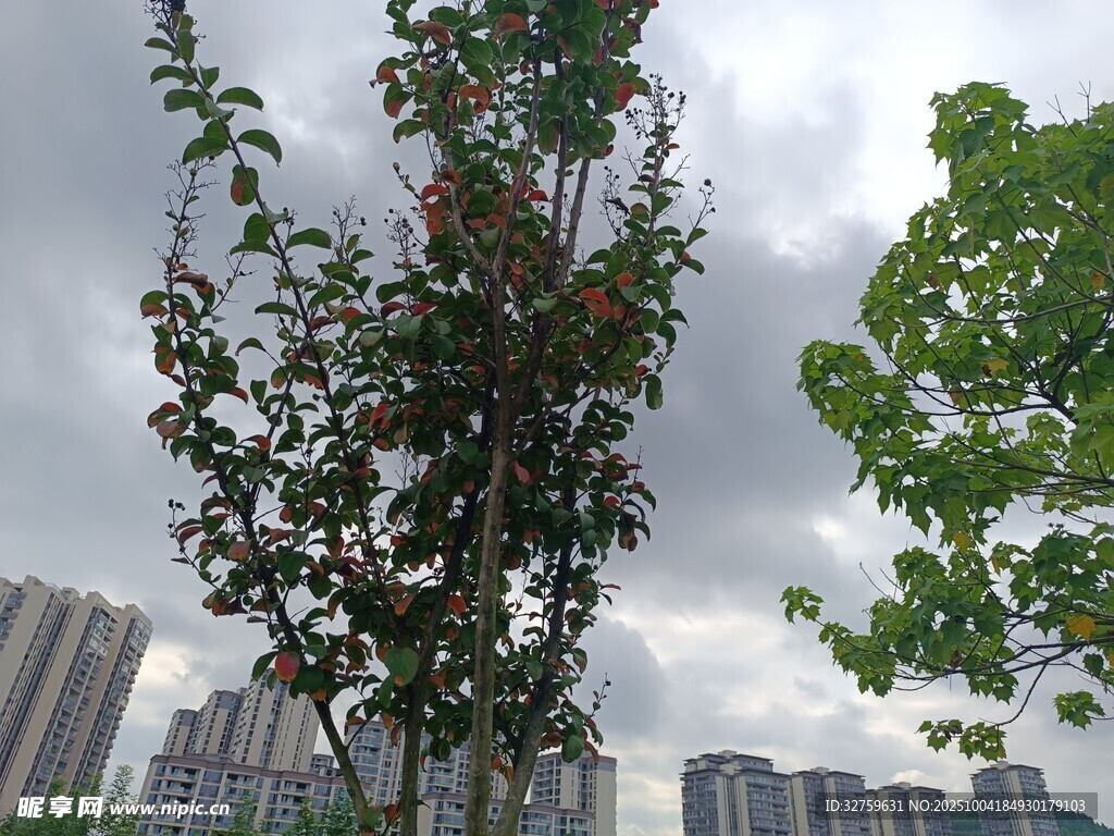 城市中生長的綠樹