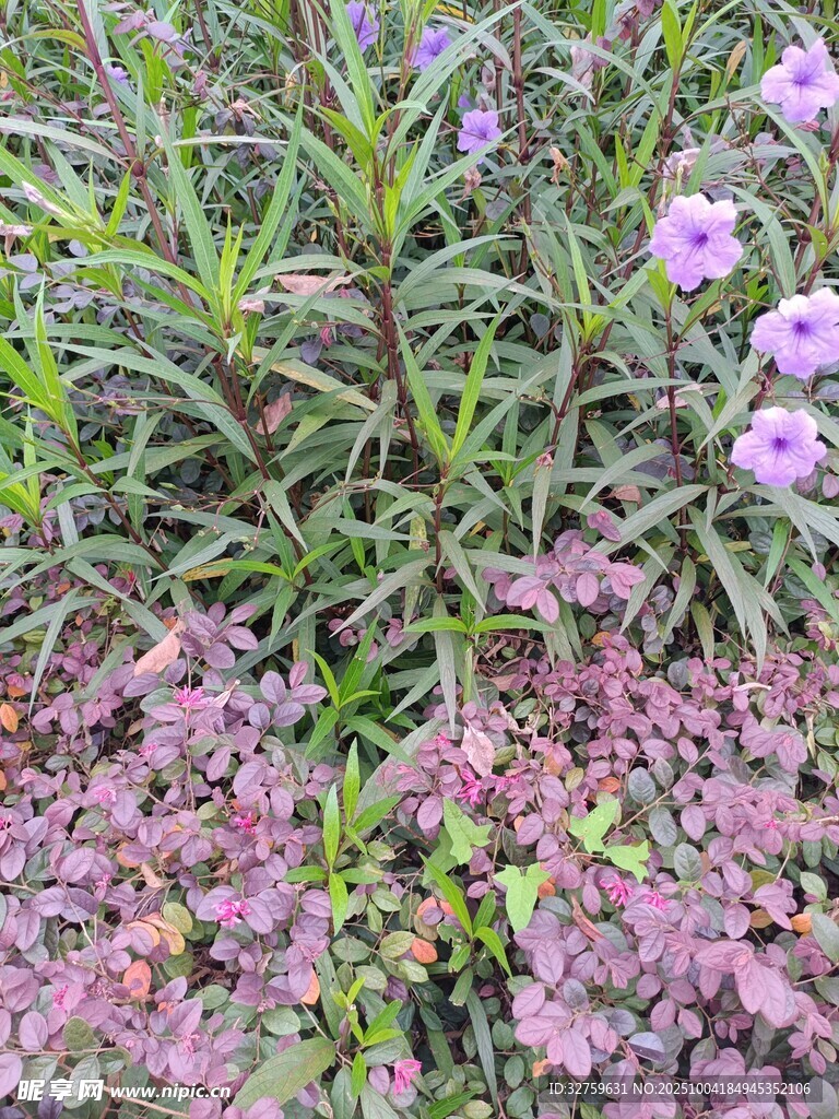 多彩花卉植物景觀