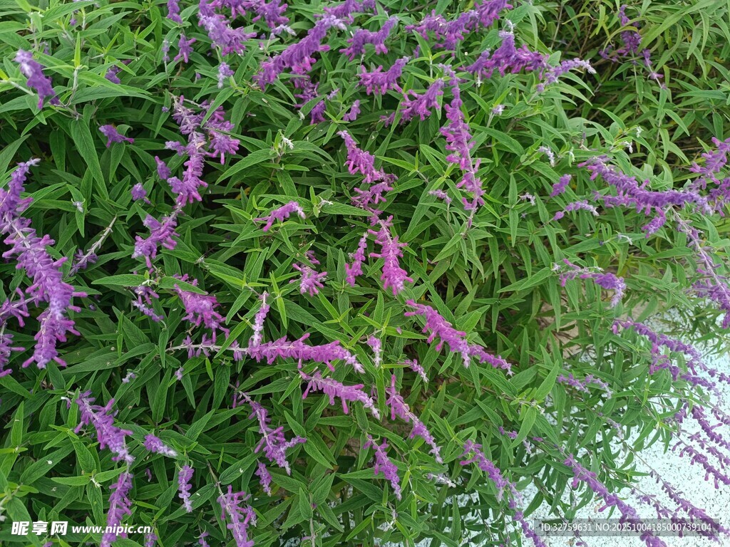 紫色小花綻放于綠葉間