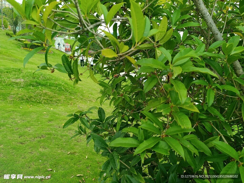 綠葉白花的繁茂植物景觀