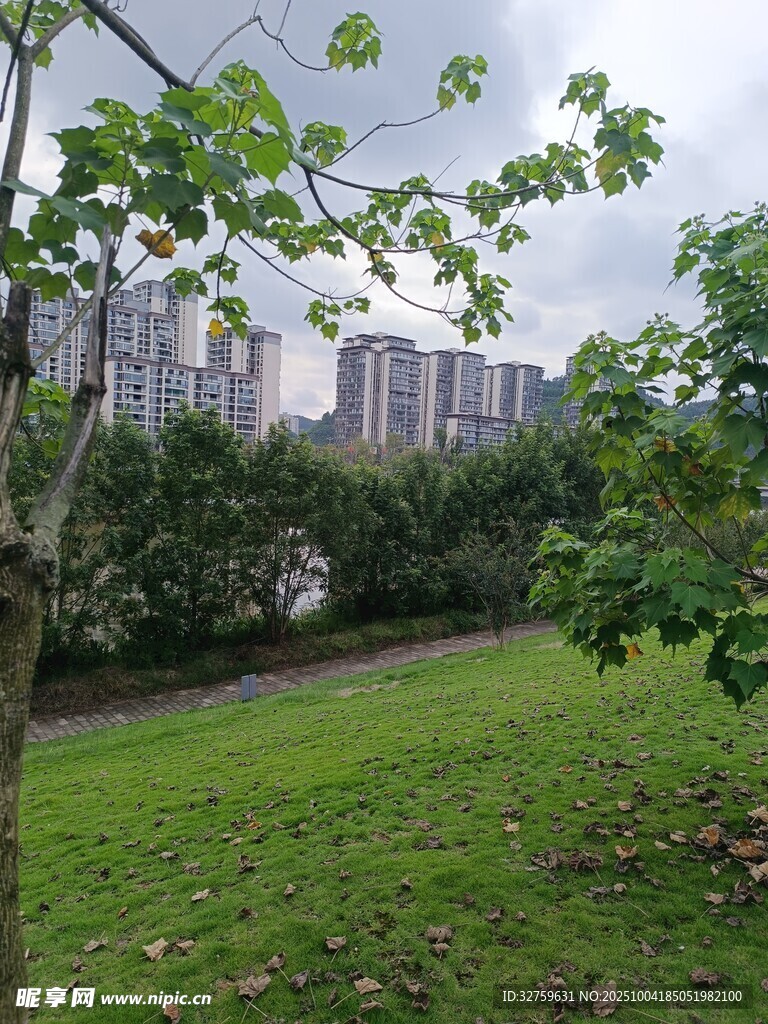 城市綠地中的樹木與高樓