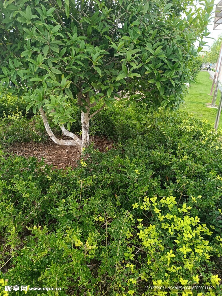 綠樹黃花間的自然景致
