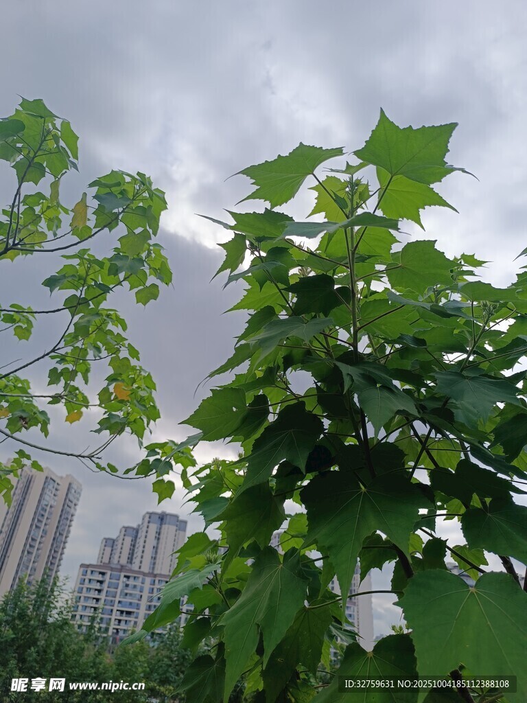 綠葉繁茂