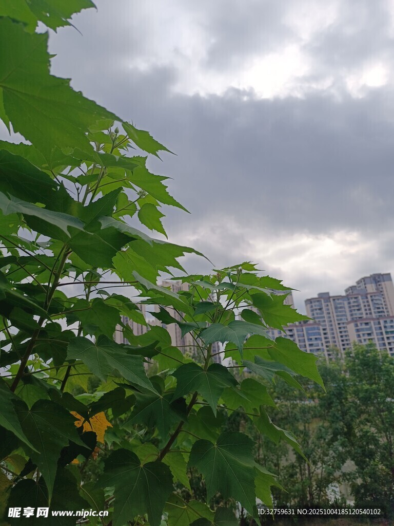 綠葉掩映下的城市景觀