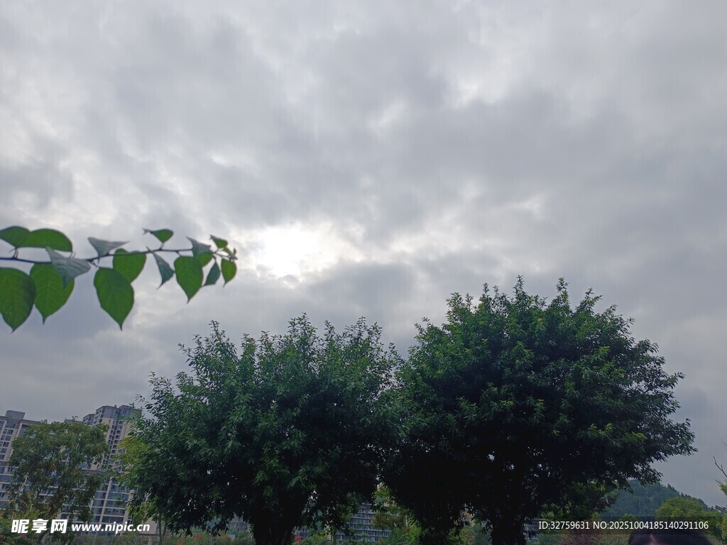 陰天綠樹(shù)景致