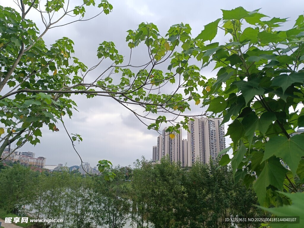 城市河畔綠樹景觀