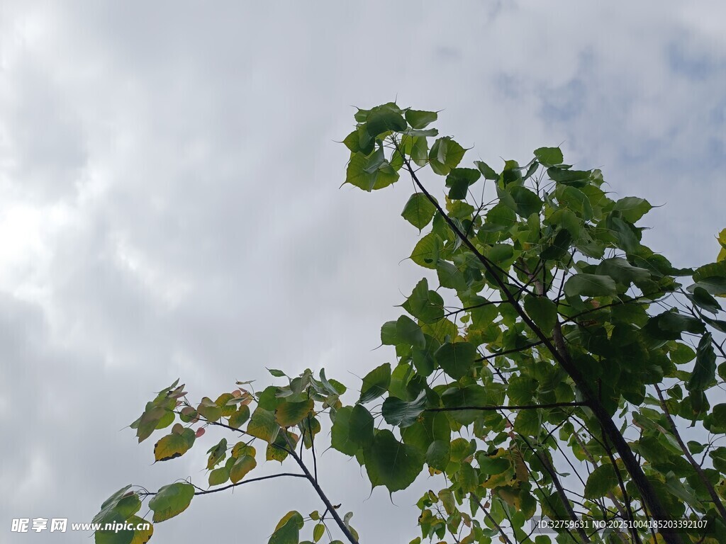 綠葉襯著天空的清新景象