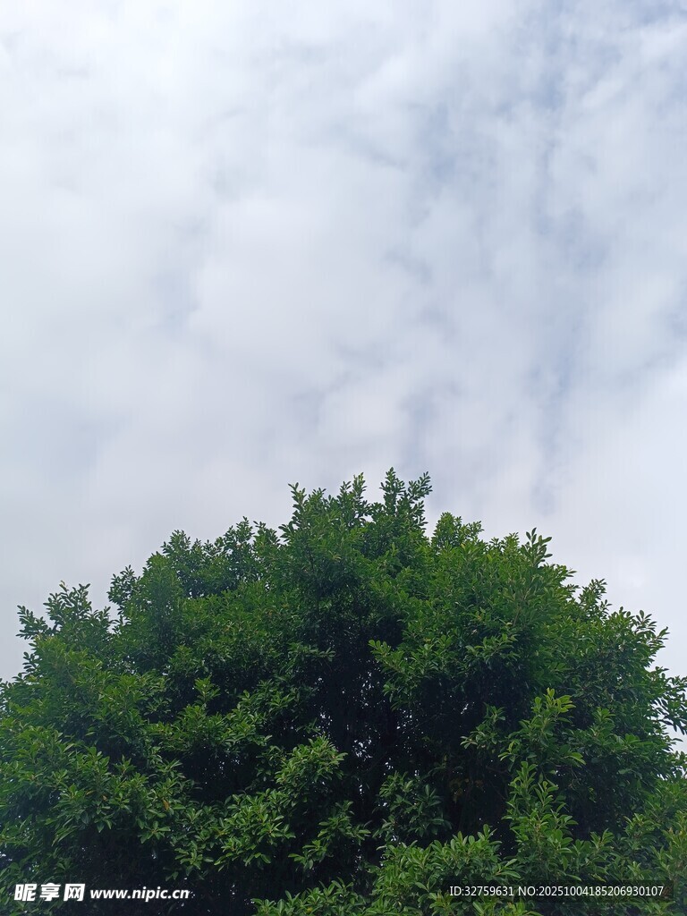 綠樹之上的多云天空