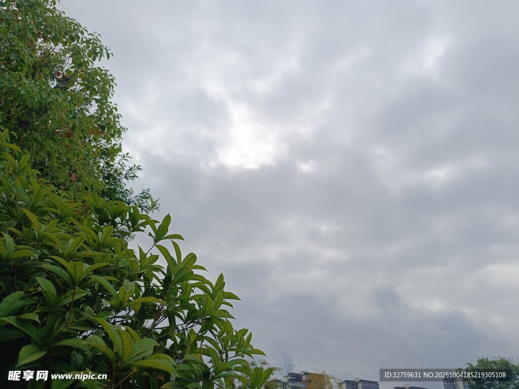 陰天時(shí)的綠樹景致
