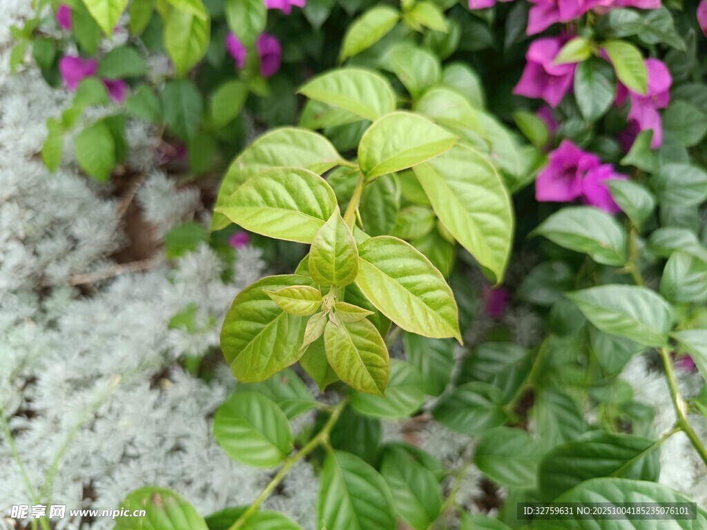 綠葉粉花植物景觀