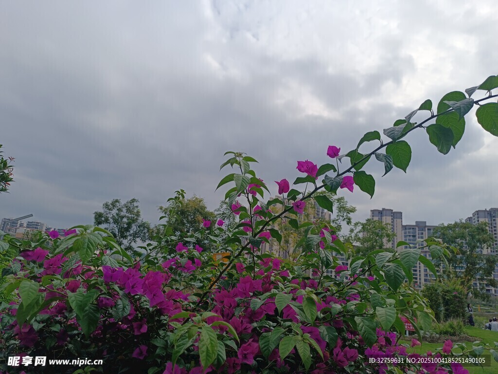 雨中綻放的艷麗三角梅