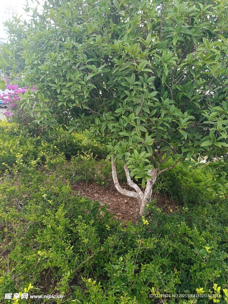 果園中的茂盛果樹
