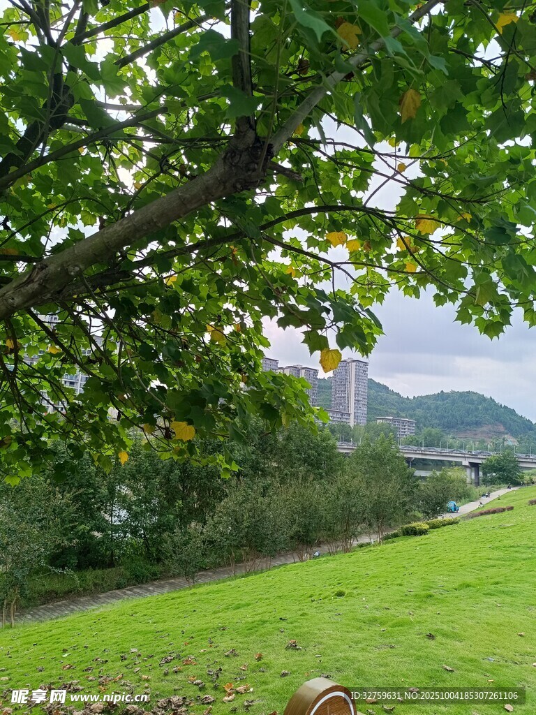 綠樹(shù)成蔭下的翠綠草地