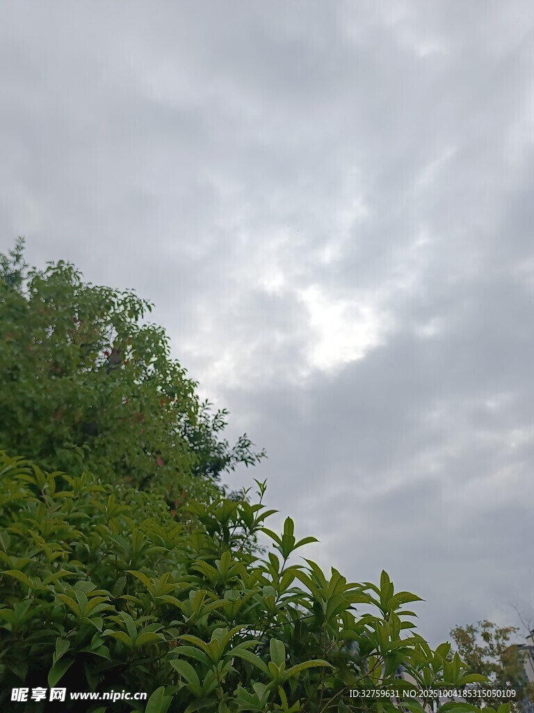 天空下的繁茂綠植