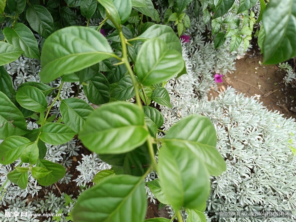 綠葉植物特寫