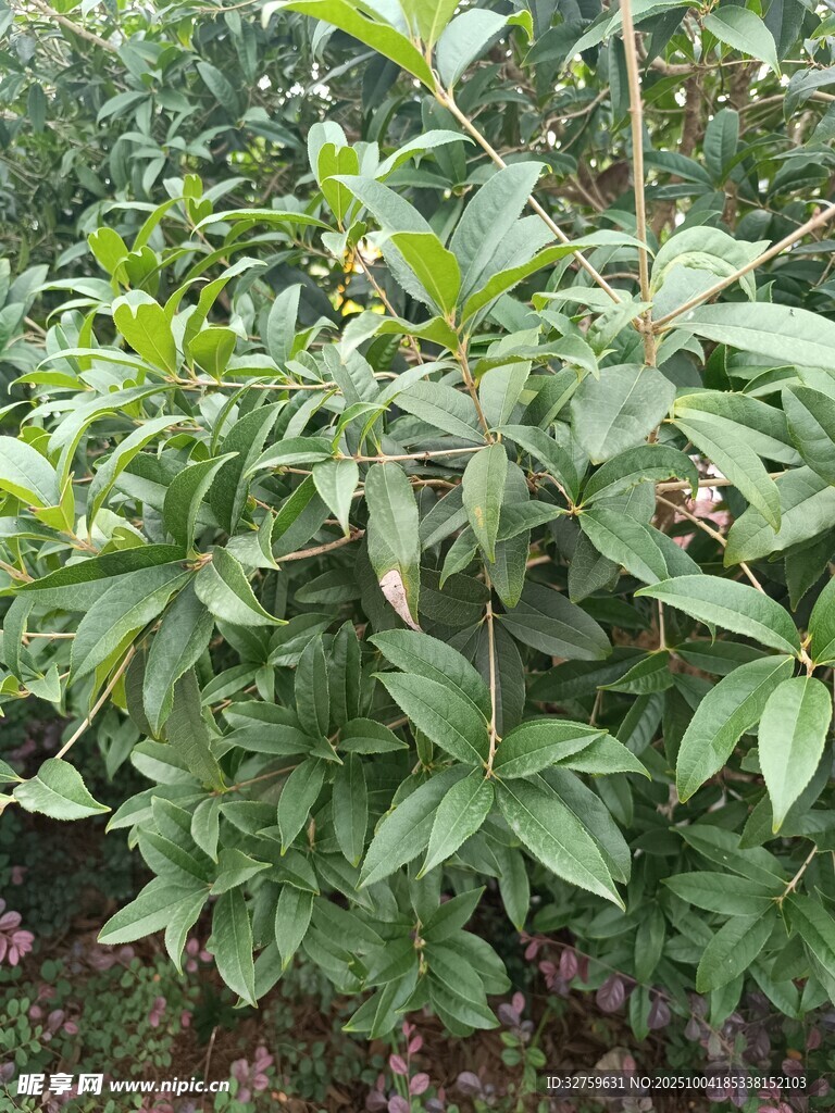 綠葉繁茂的植物景觀
