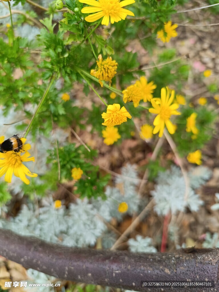 黃色小花上的黑色昆蟲(chóng)