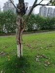 公園中一棵造型獨特的樹