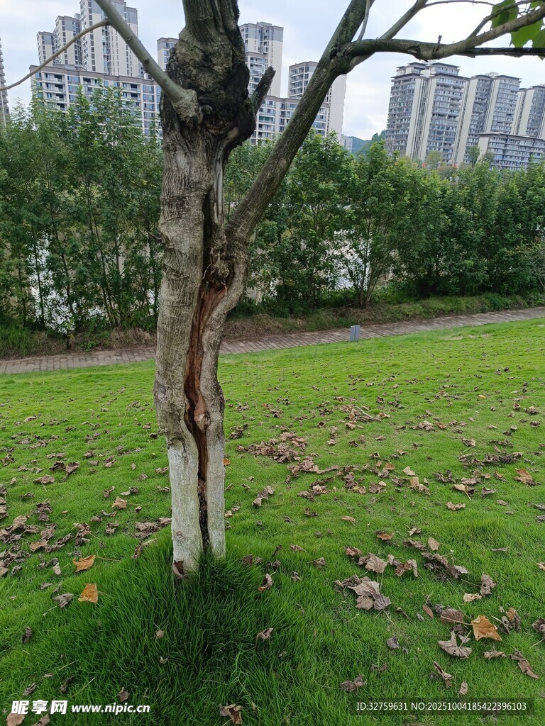 公園中一棵造型獨特的樹