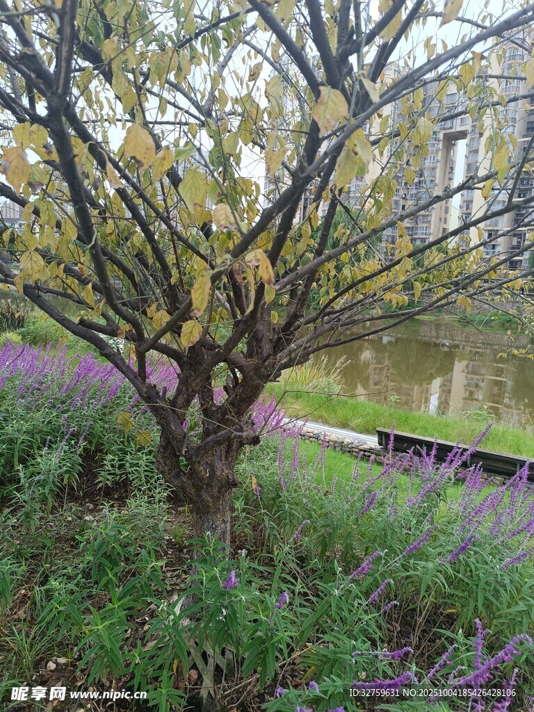 湖畔樹(shù)木與繁茂花草景致