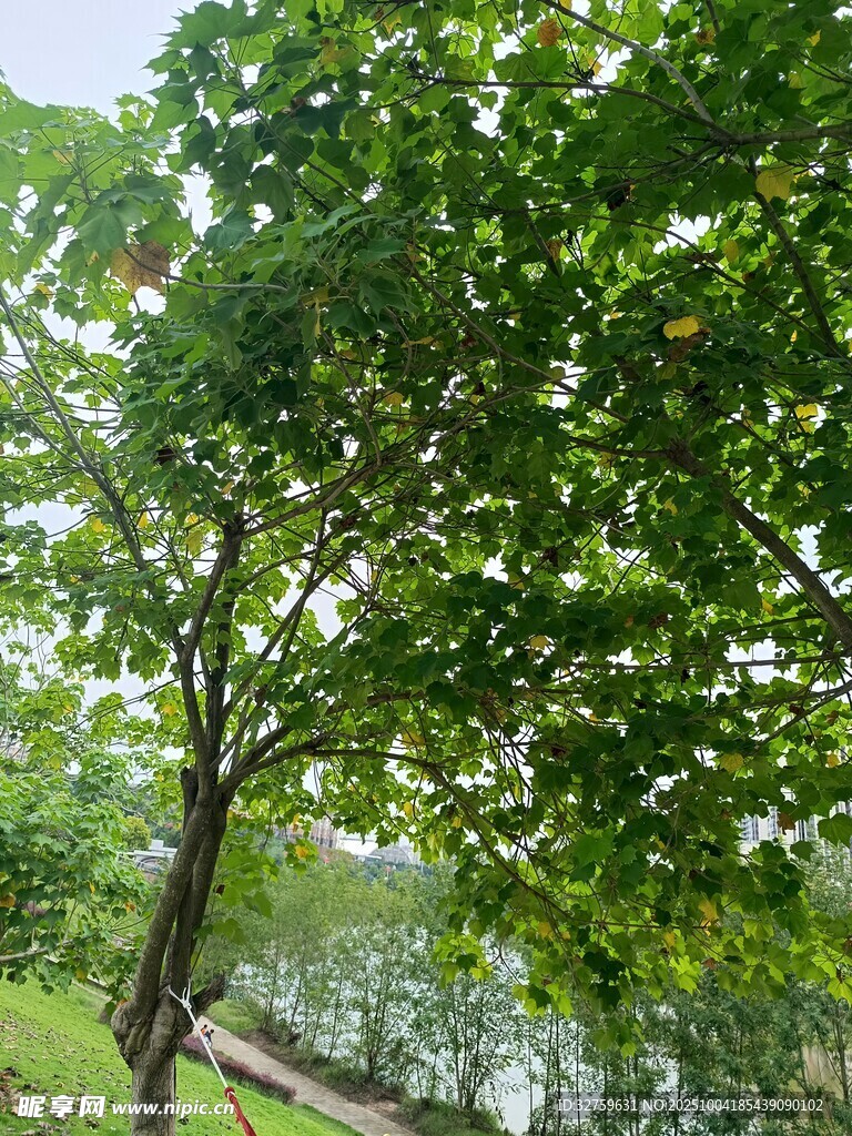 湖畔綠樹成蔭的美好景致