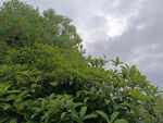 繁茂綠植與陰沉天空