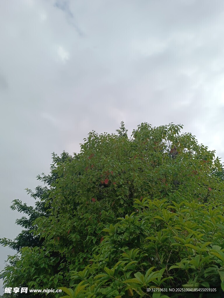 綠樹映灰天的自然景致