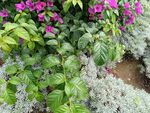 多彩花卉綠植景觀