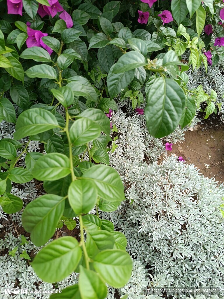 多彩植物景觀