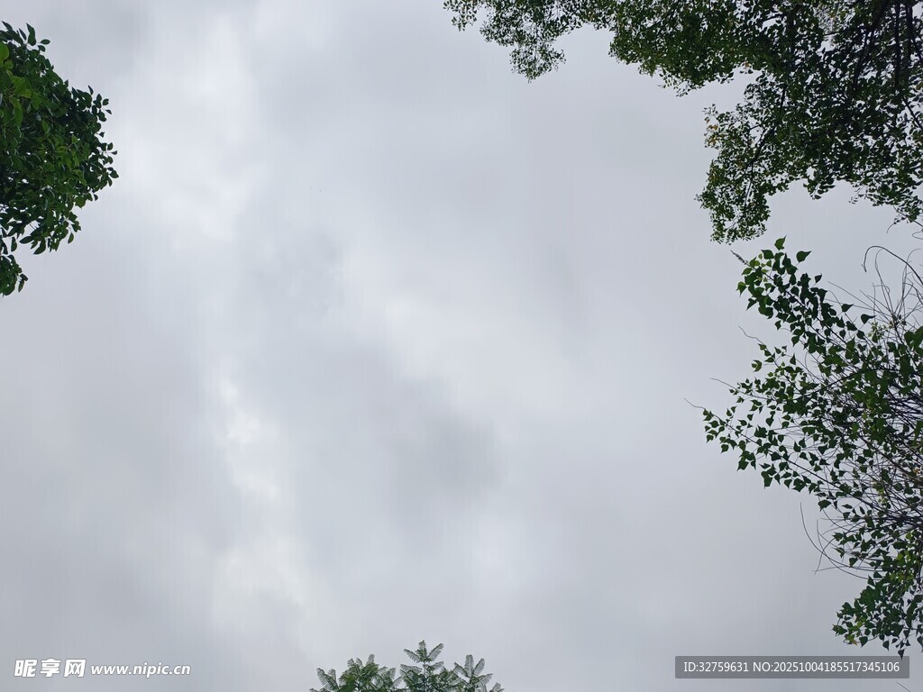 仰視天空中的樹木與云朵