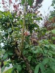 繁茂綠植