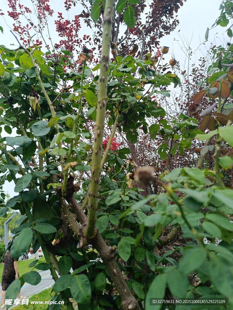 繁茂綠植