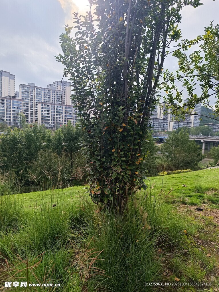 城市中蔥郁的綠植景觀