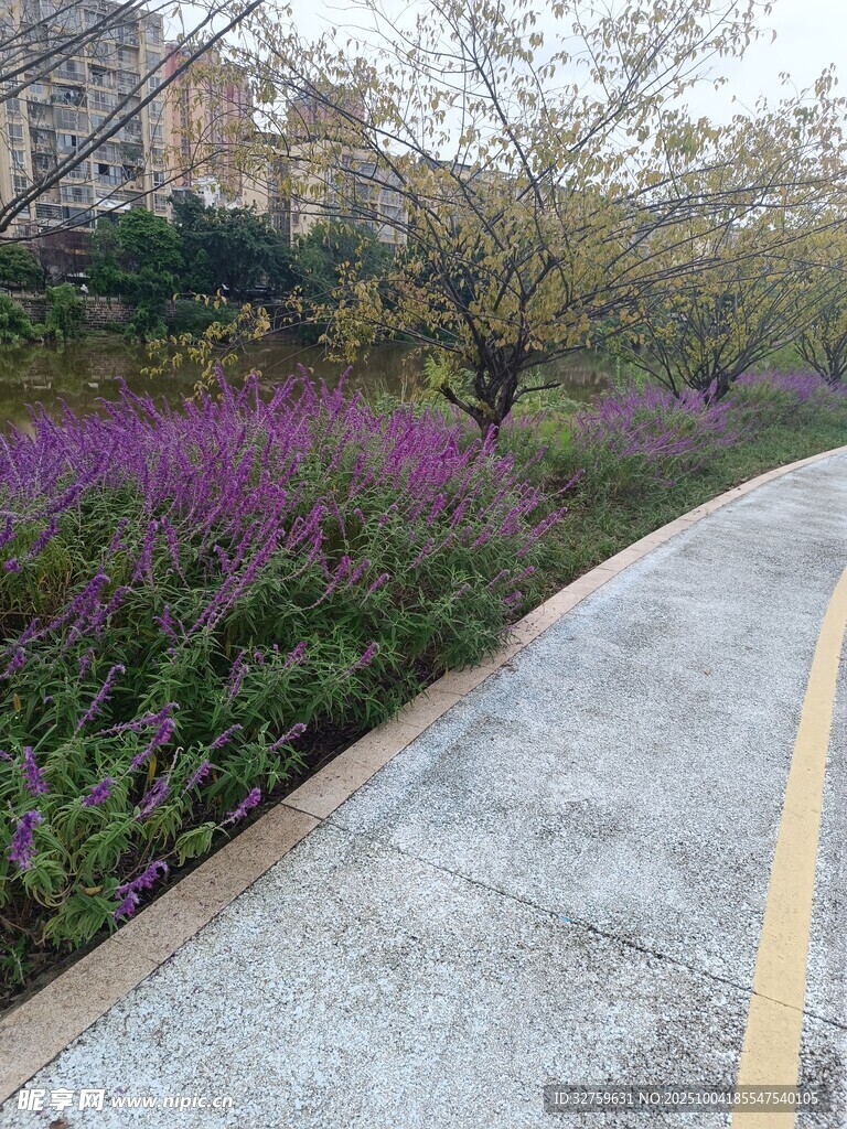 路邊紫色花叢景觀