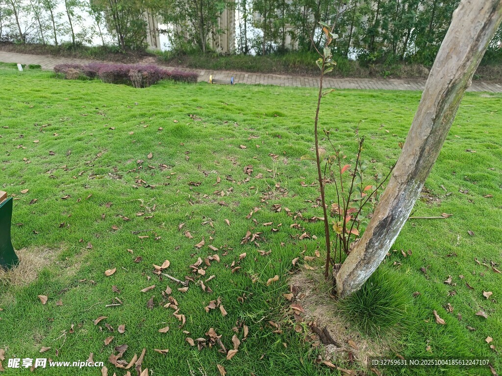 草地中的樹(shù)木與綠植景觀(guān)